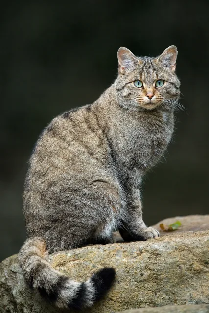 Gatto selvatico europeo