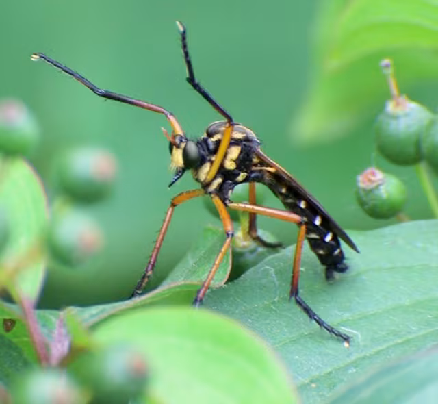 Molobratia teutonus