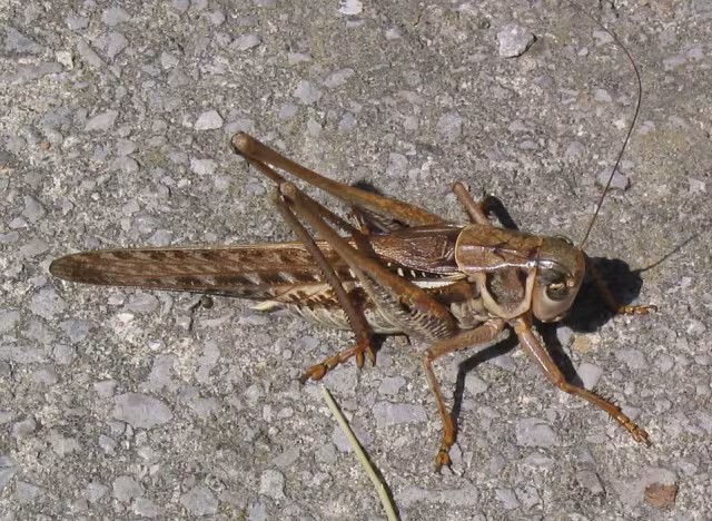 Cavalletta a fronte bianca