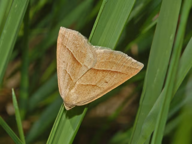Petrophora chlorosata
