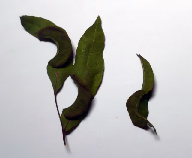 Aploneura lentisci