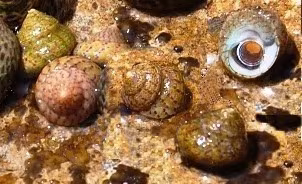Steromphala divaricata