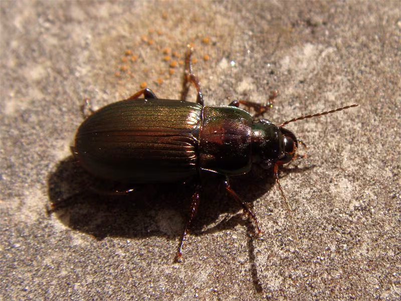 Harpalus distinguendus