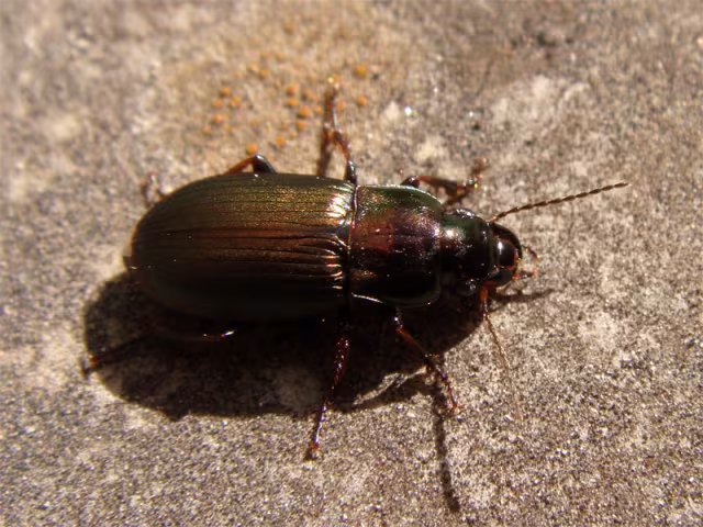 Harpalus distinguendus