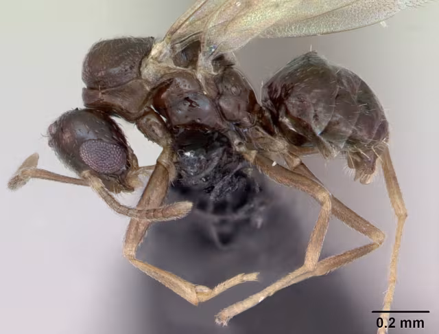 Plagiolepis pygmaea