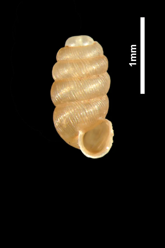 Truncatellina cylindrica