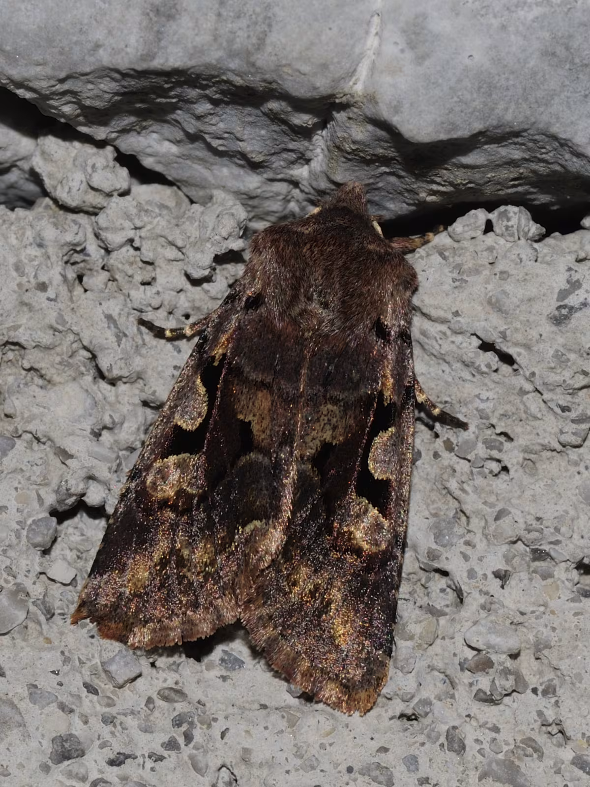 Orthosia (Semiophora) gothica