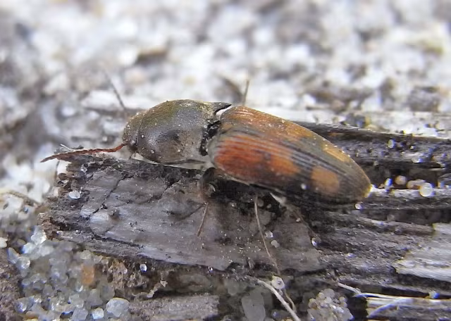 Drasterius bimaculatus