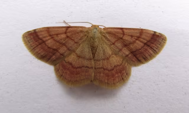 Scopula rubiginata