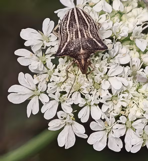 Ancyrosoma leucogrammes