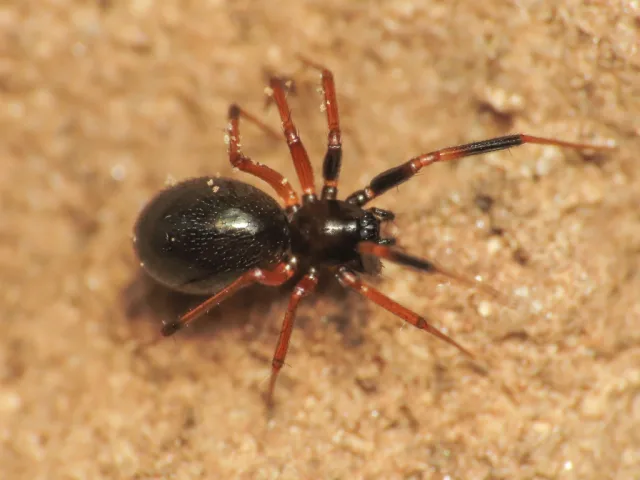 Syedra nigrotibialis