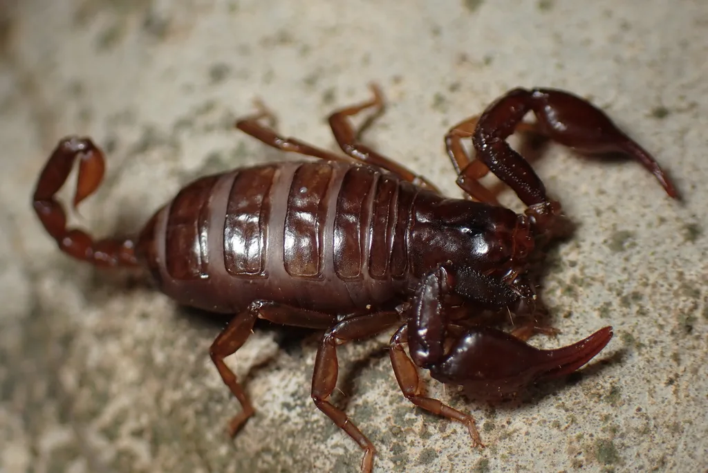 Alpiscorpius delta