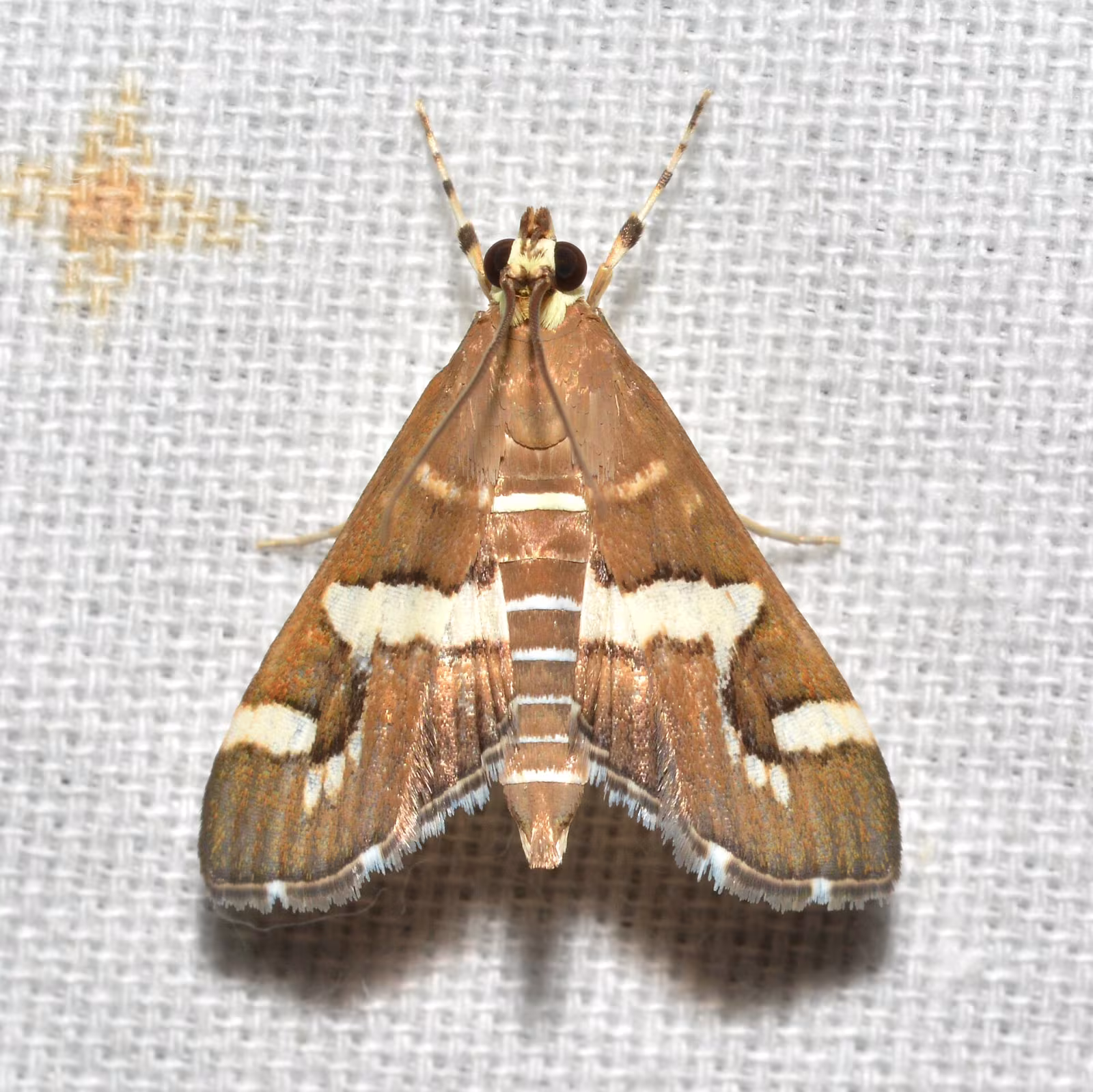 Hawaiian Beet Webworm Moth