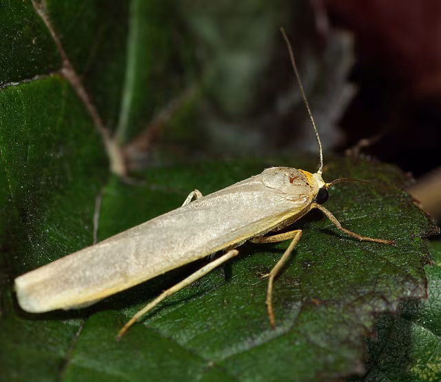 Eilema lurideola