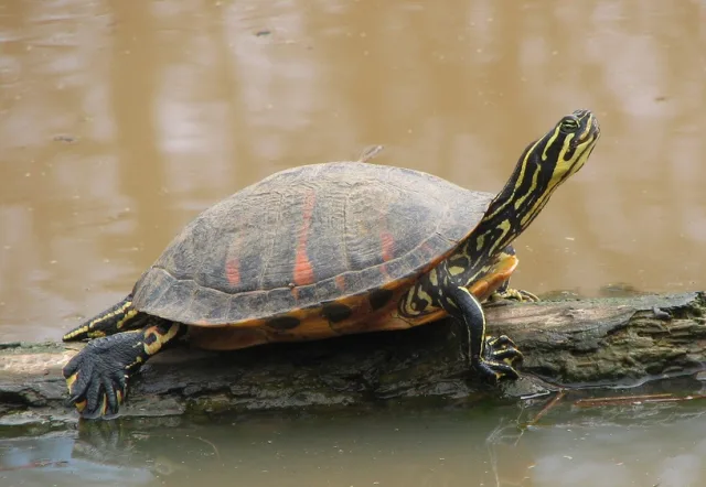 Cooter di Nelson