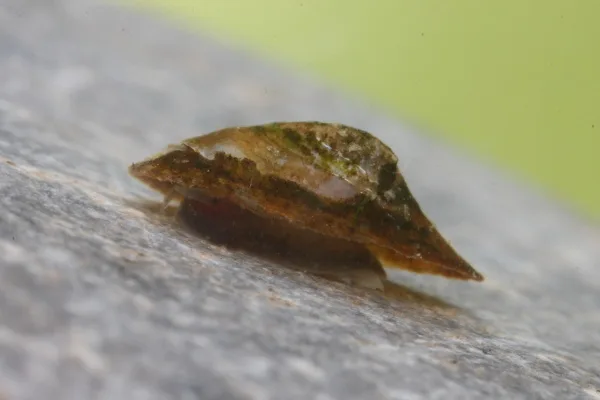 Acroloxus lacustris