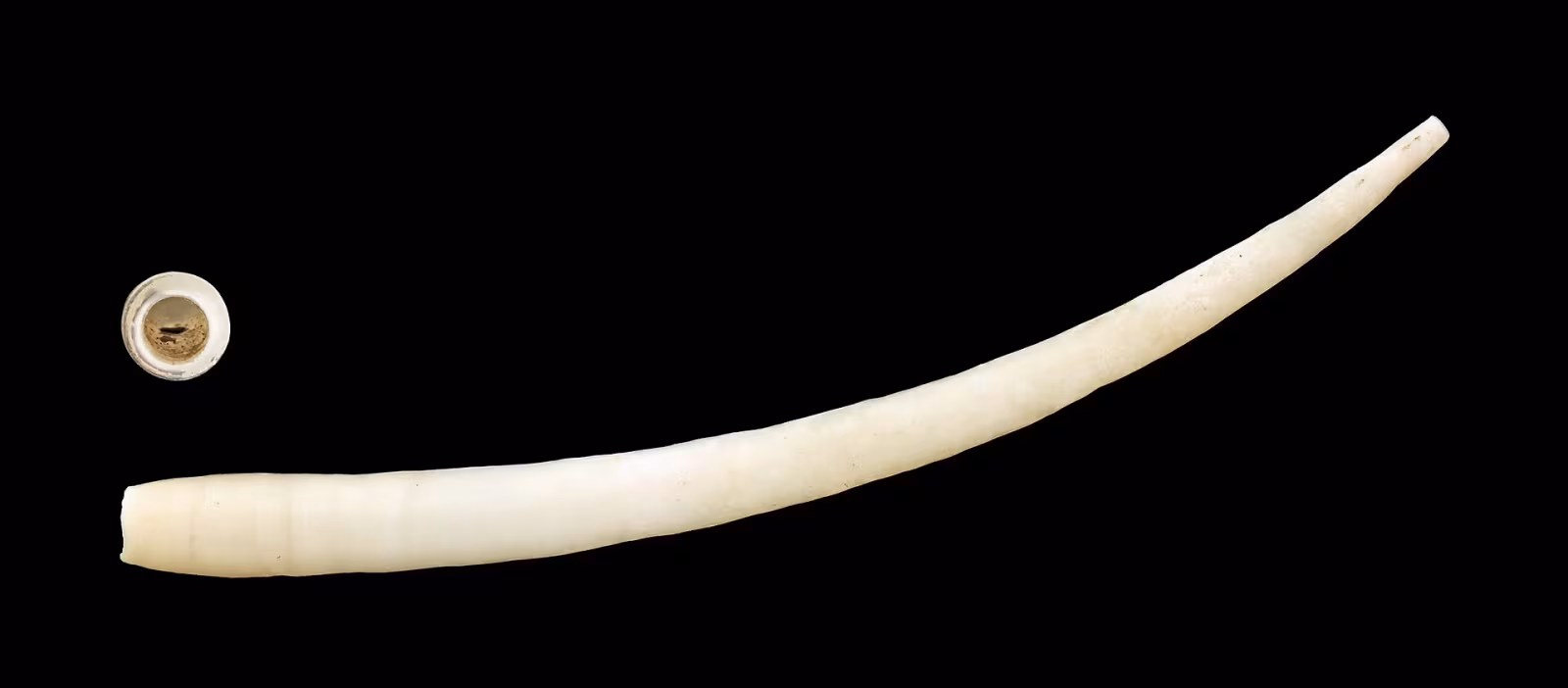 Antalis agilis