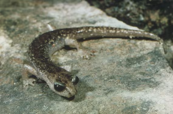 Geotritone di Gené