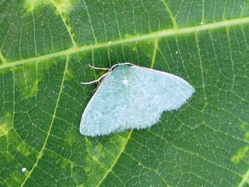 Phaiogramma etruscaria