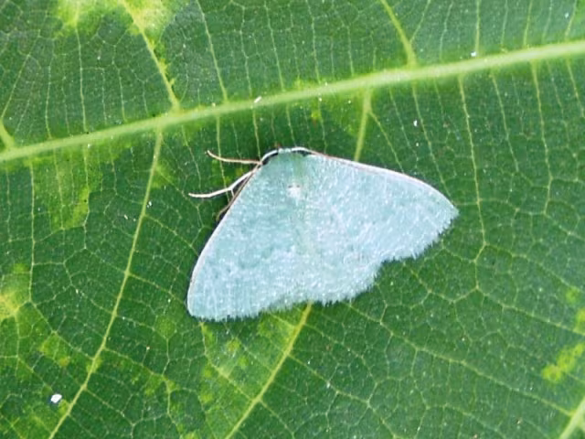 Phaiogramma etruscaria