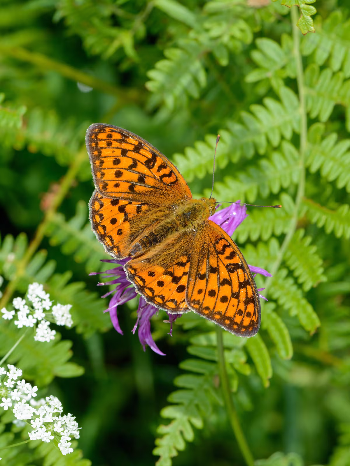 Argynnis adippe