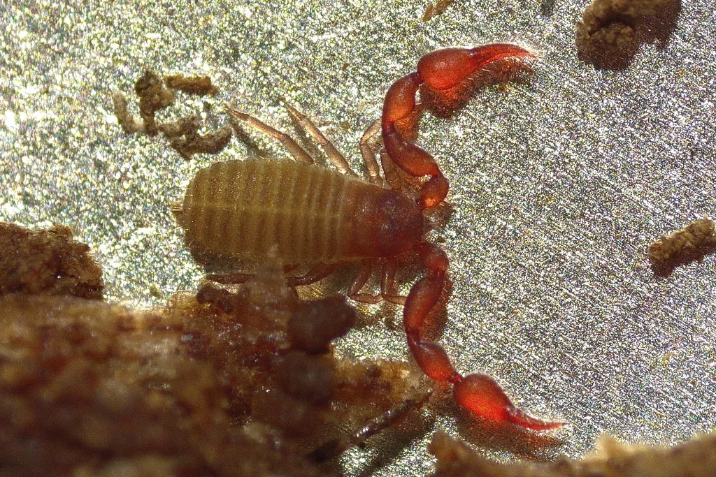 Pselaphochernes scorpioides
