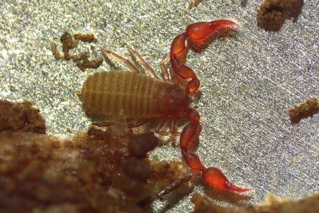Pselaphochernes scorpioides