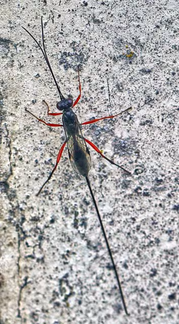 Stenarella domator