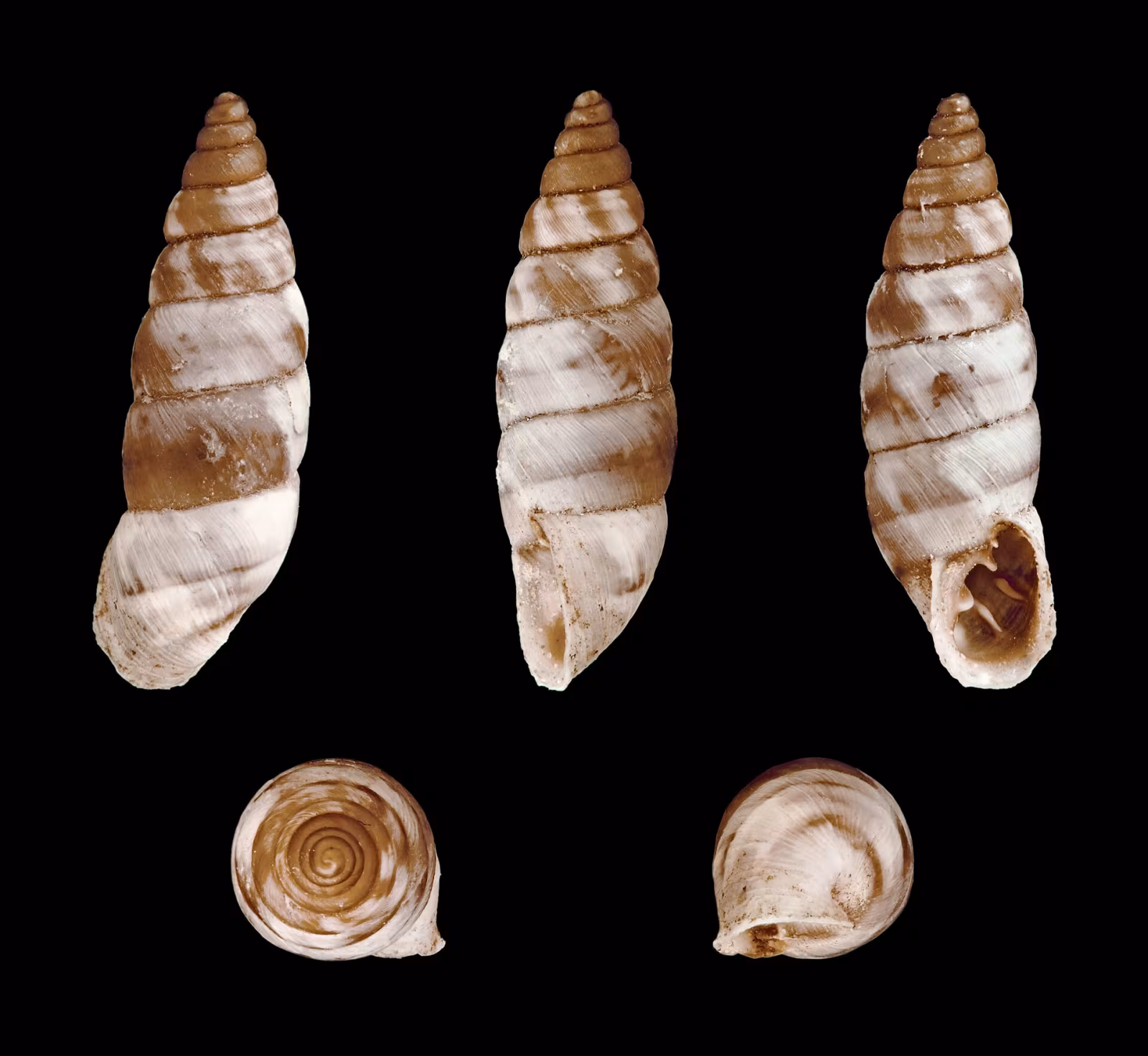Solatopupa similis