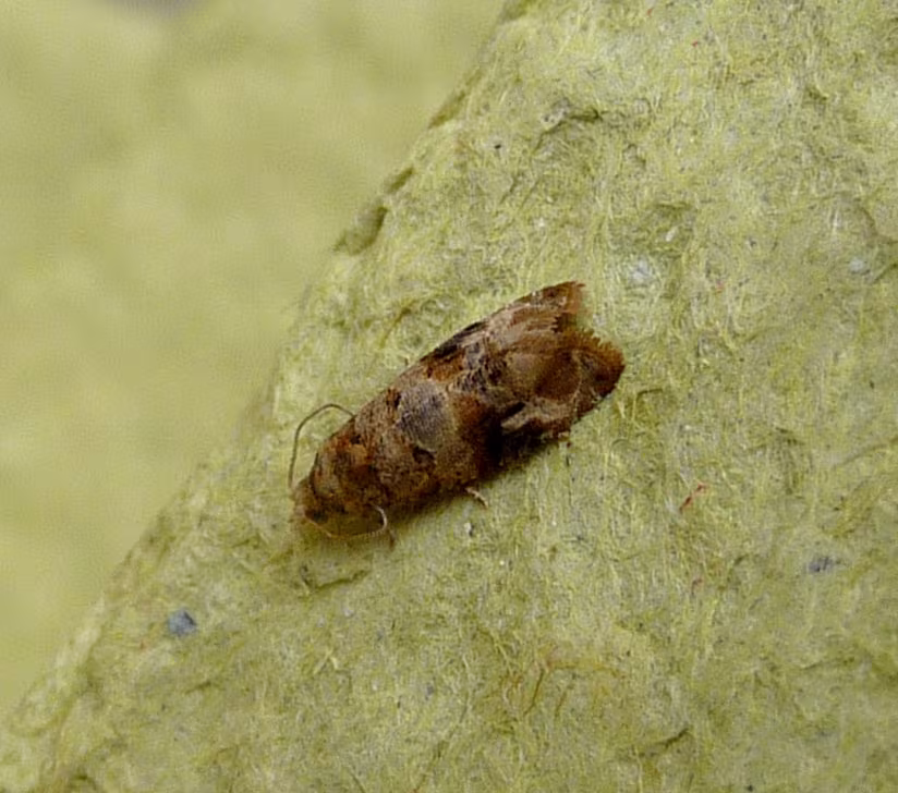 Lobesia botrana