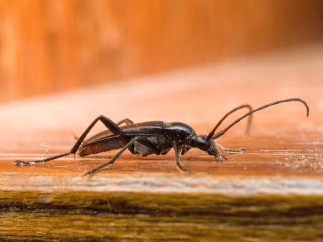 Stenurella nigra