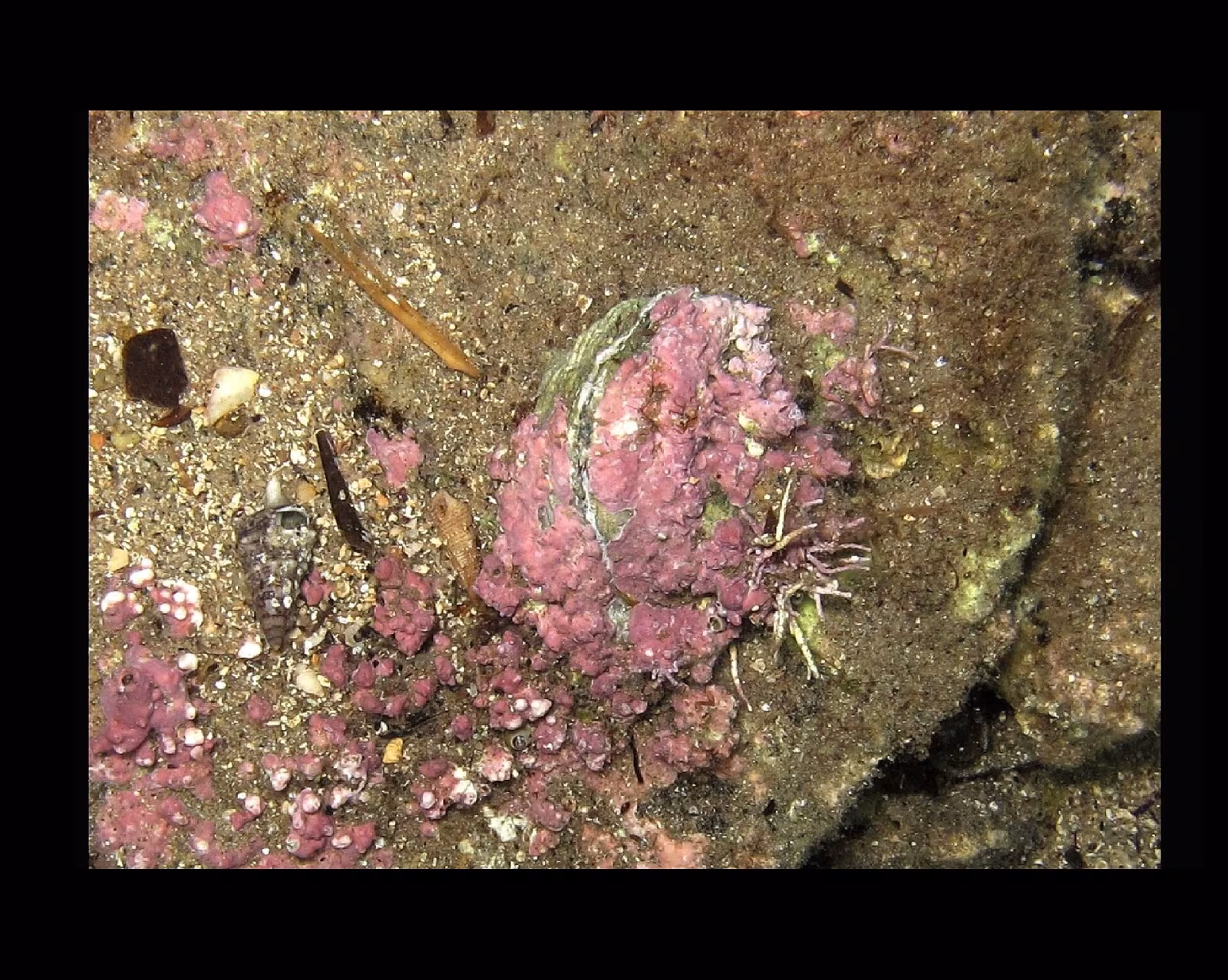 Pseudociama