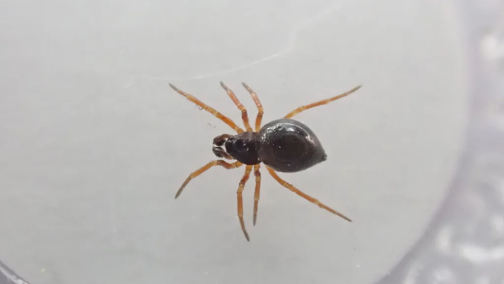 Pelecopsis inedita