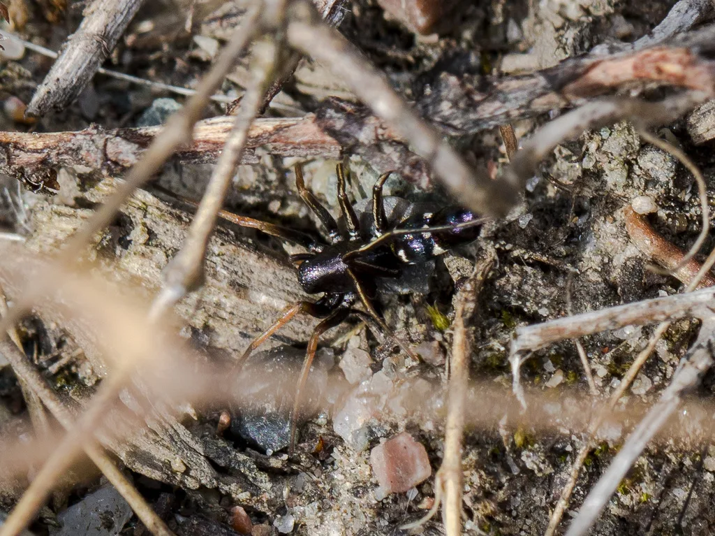 Micaria rossica