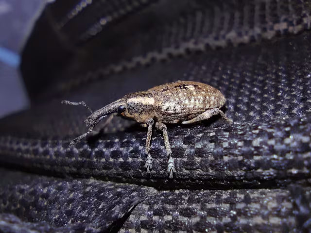Lepyrus palustris