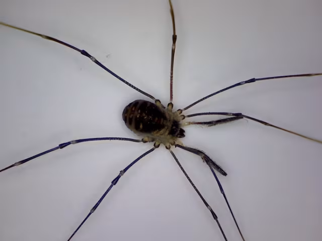Mitostoma chrysomelas