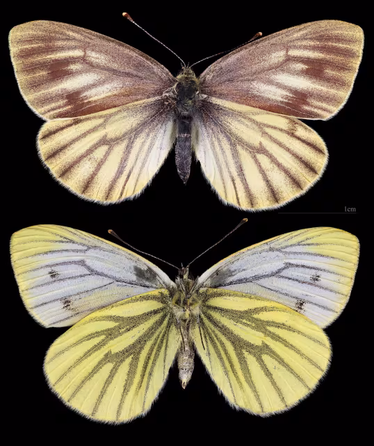 Pieris bryoniae