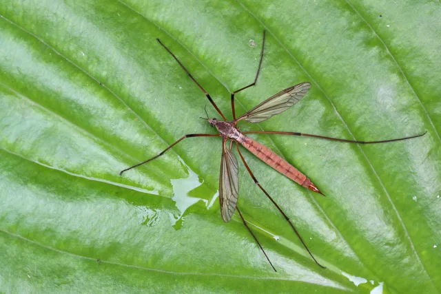 Tipula dei prati