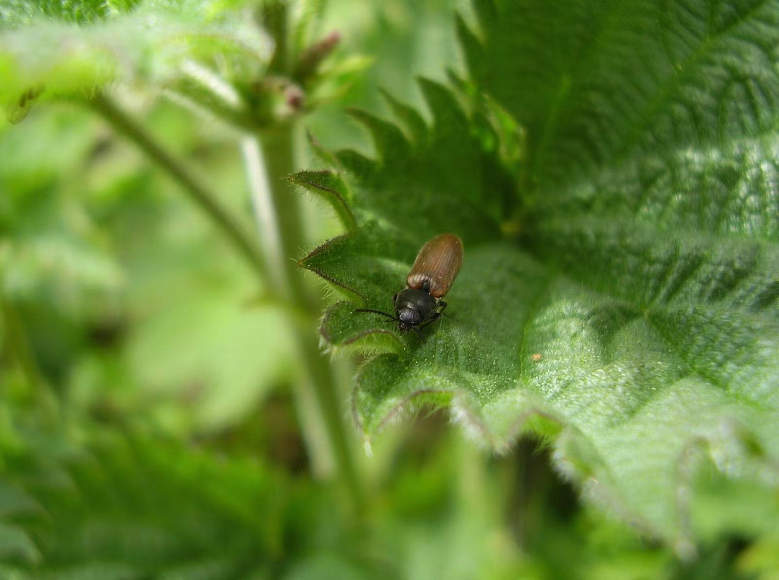 common brown click beetle