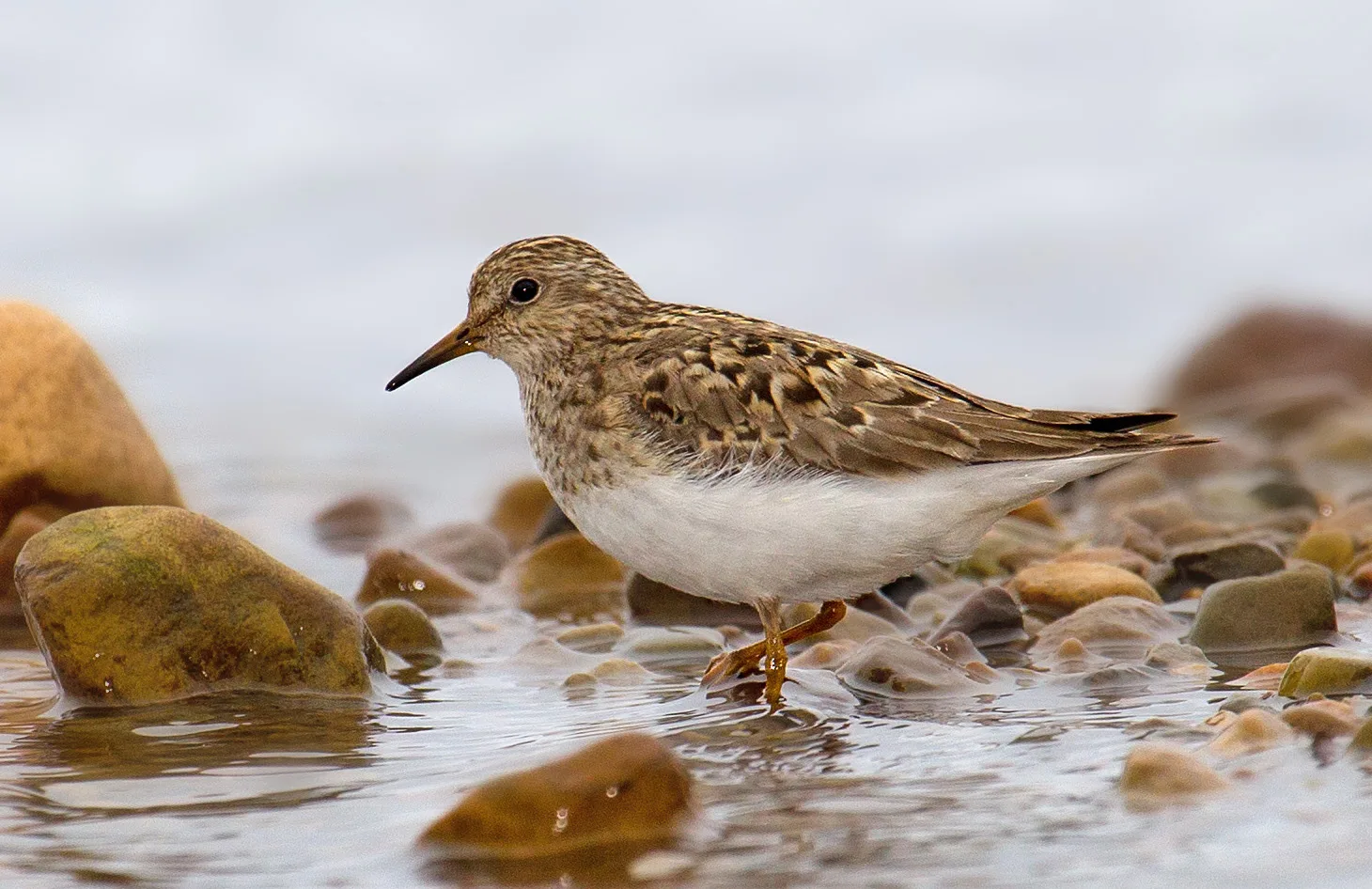 Temminck's Stint