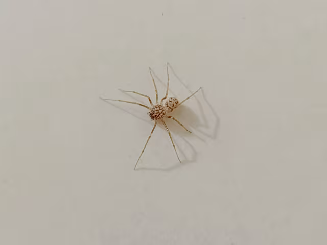 Scytodes univittata