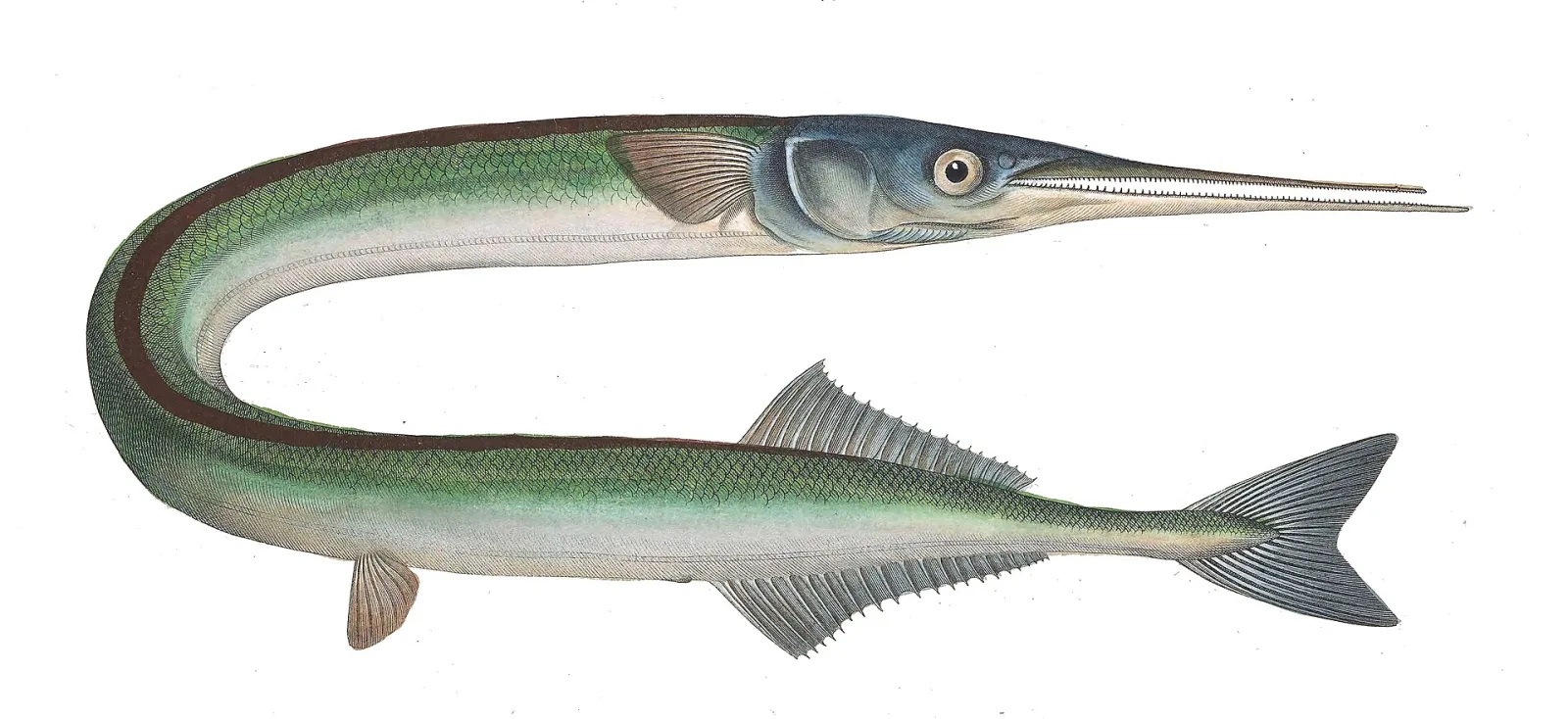 aguglia