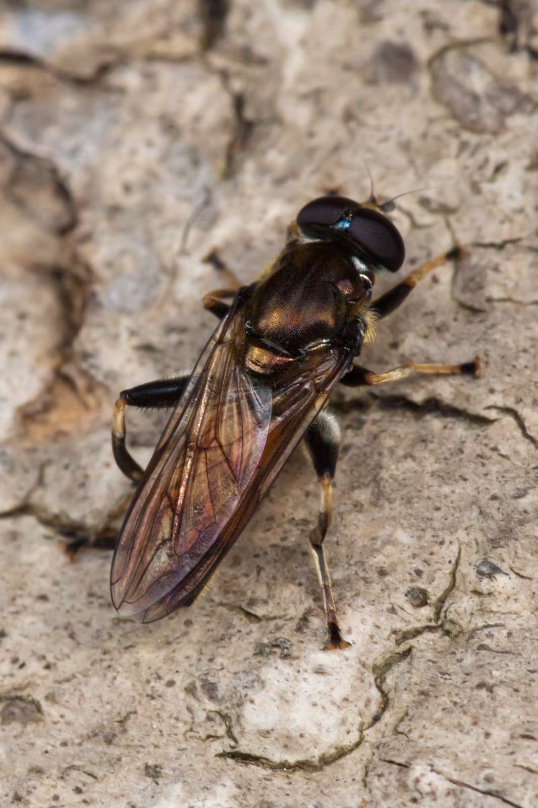 Xylota segnis