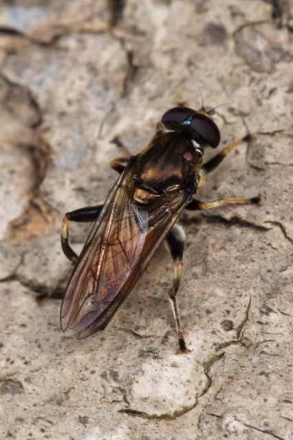 Xylota segnis