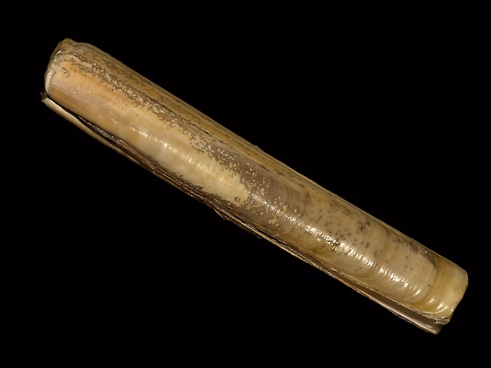 Cannolicchio