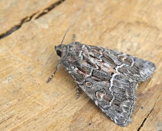 Thalpophila matura