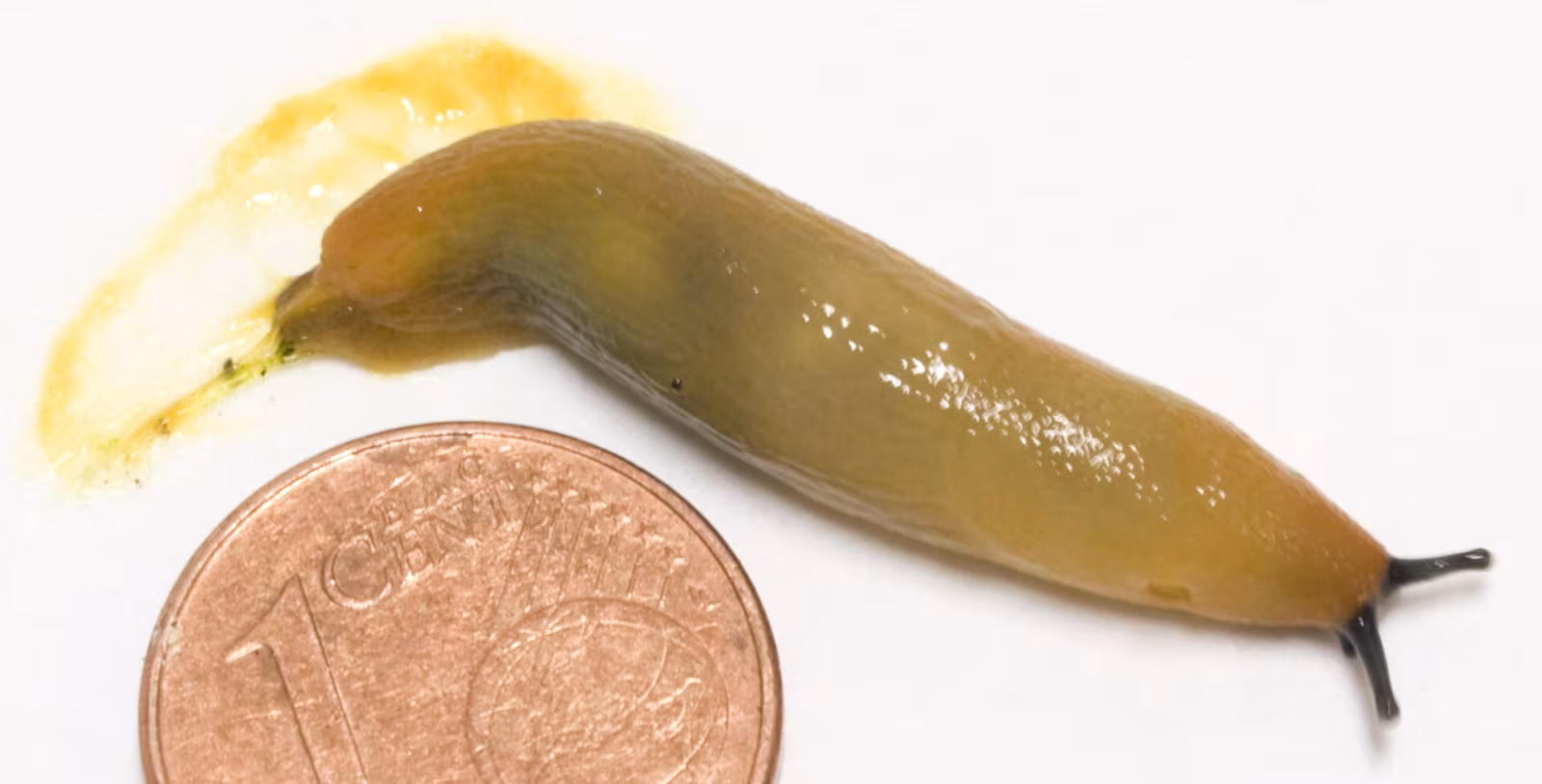 Ariunculus speziae
