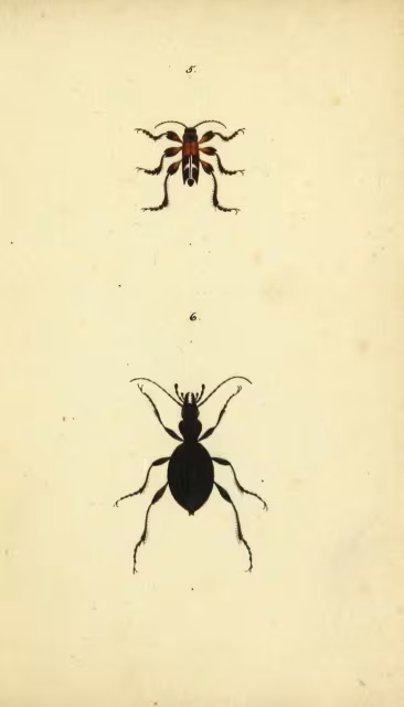 Cychrus italicus