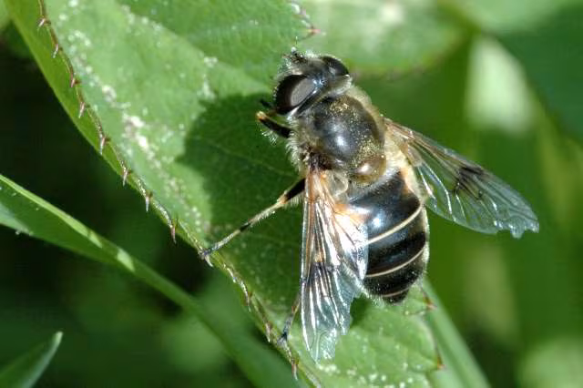 Eristalis rupium