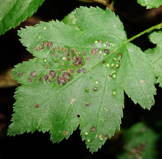 Eriophyes torminalis